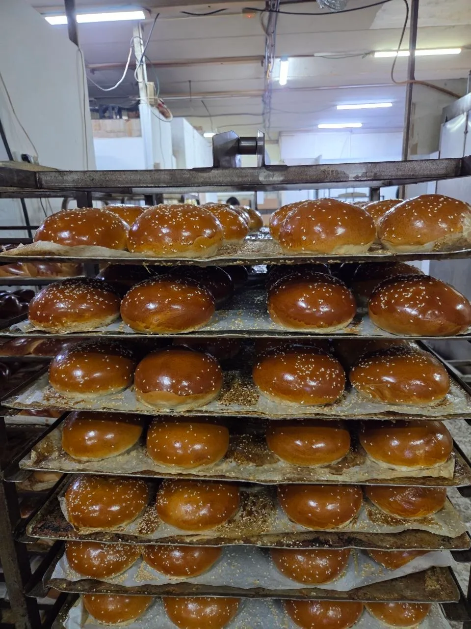 Glossy sesame brioche buns, close up